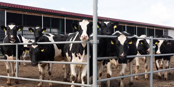 Custom Silicone Hoses In Dairy Operations